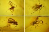 Seven Fossil Flies (Diptera) In Baltic Amber #150733-1